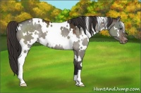 Horse Color:White Spotted Brown Dun Varnish