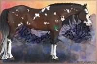 Horse Color:White Spotted Brown Sabino Splash 