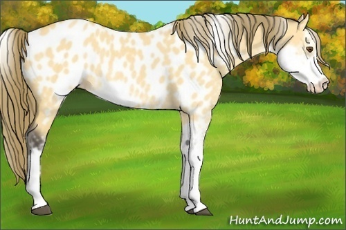 Horse Color:Buckskin Dun Sabino Appaloosa Rabicano 