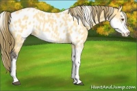 Horse Color:Buckskin Dun Sabino Appaloosa Rabicano 