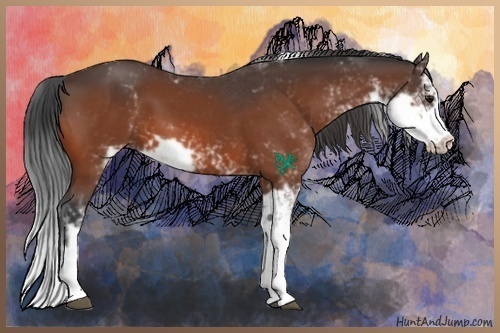 Horse Color:Bay Sabino 