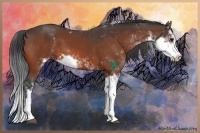 Horse Color:Bay Sabino 