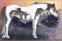 Horse Color:Black Splash Tobiano 