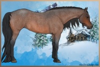 Horse Color:Bay Roan 