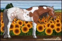 Horse Color:Brown Tobiano Blanket 