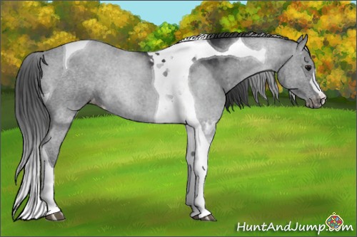 Horse Color:Black Tobiano Appaloosa 