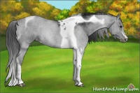 Horse Color:Black Tobiano Appaloosa