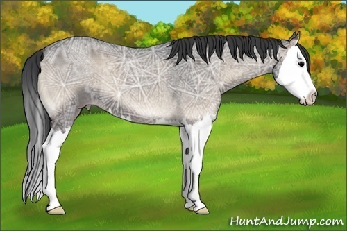 Horse Color:Blue Onyx Ice Roan Splash