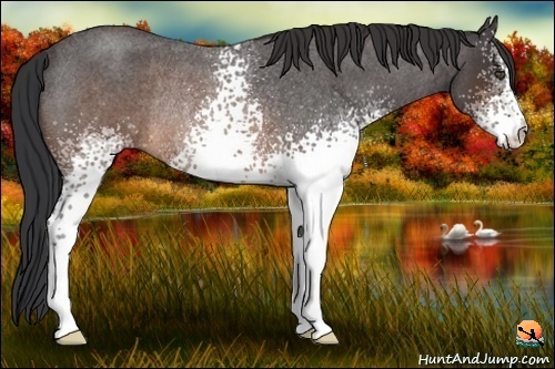 Horse Color:White Spotted Brown Roan Rabicano