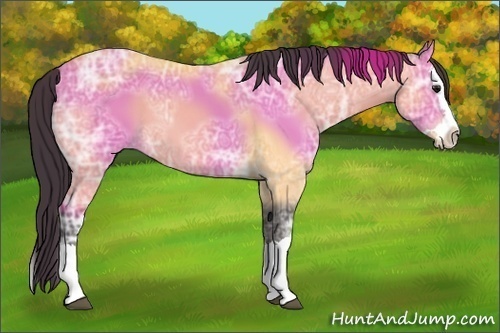 Horse Color:Buckskin Ice Splash 