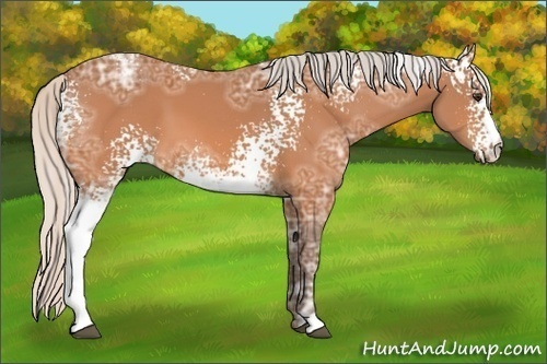 Horse Color:White Spotted Silver Buckskin Ice 