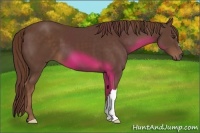 Horse Color:Liver Chestnut 