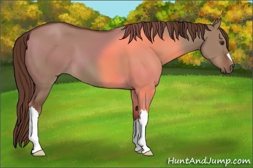 Horse Color:Liver Red Dun 