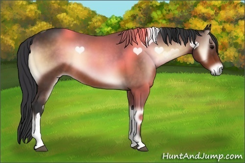 Horse Color:Brown Onyx