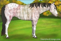 Horse Color:Plaid  Bay Ice Appaloosa Rabicano 