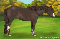Horse Color:Liver Chestnut 