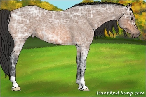 Horse Color:Bay Ice Roan 