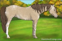 Horse Color:Classic Cream Champagne Ice 