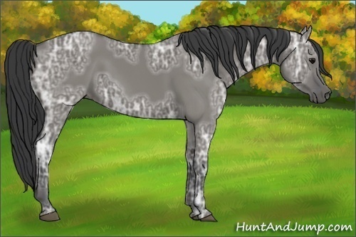 Horse Color:Grullo Ice 