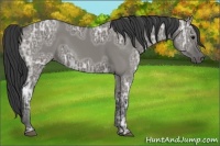 Horse Color:Grullo Ice