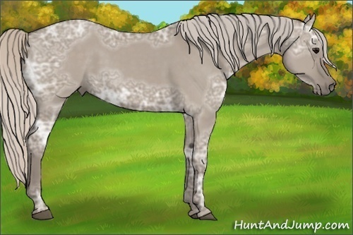 Horse Color:Silver Grullo Ice 