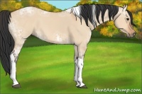 Horse Color:Bay Ice Dun Tobiano 