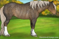 Horse Color:Chocolate Palomino Rabicano 