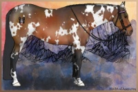 Horse Color:White Spotted Bay 