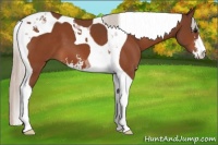 Horse Color:Silver Bay Sabino Tobiano