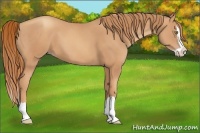 Horse Color:Gold Champagne Splash 