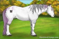 Horse Color:Buckskin Chinchilla Onyx Sabino Tobiano Appaloosa 