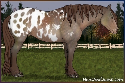 Horse Color:Liver Chestnut Appaloosa Rabicano 