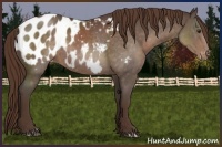Horse Color:Liver Chestnut Appaloosa Rabicano 