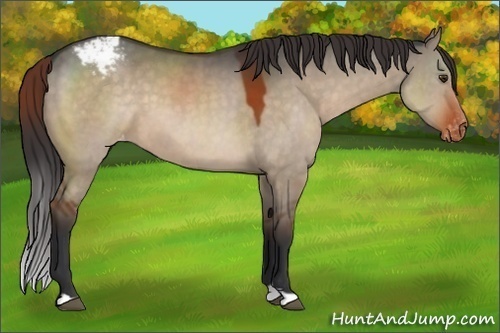 Horse Color:Brown Dun Snowcap