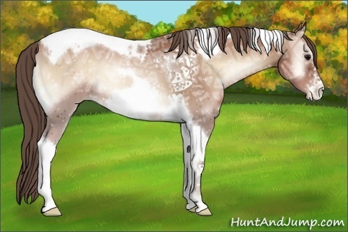 Horse Color:Blue Onyx Ice Pearl Tobiano Frame 