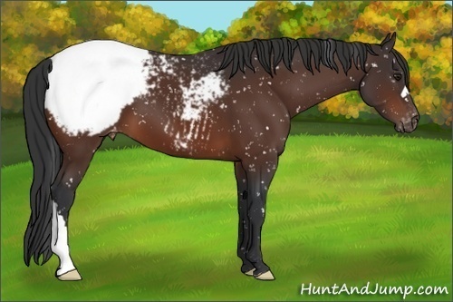 Horse Color:Brown Appaloosa 