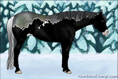 Horse Color:Brown Chinchilla Sabino Splash 