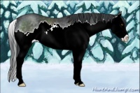 Horse Color:Brown Chinchilla Sabino Splash 