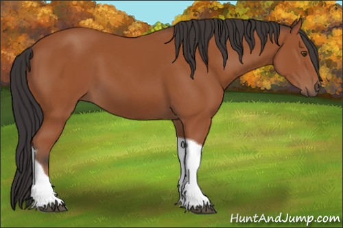 Horse Color:Brown Tobiano 