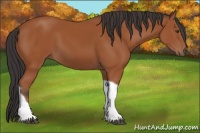 Horse Color:Brown Tobiano 