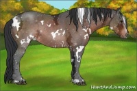 Horse Color:White Spotted Brown Ice Rabicano 