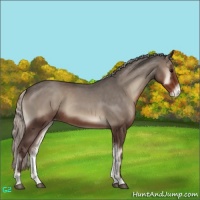 Horse Color:Silver Blue Onyx Appaloosa 