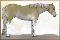 Horse Color:Watercolor Chocolate Palomino Tobiano 