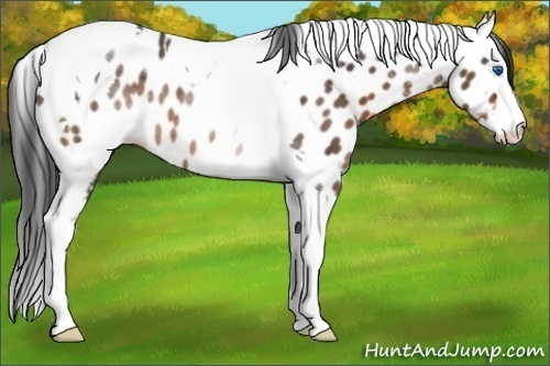 Horse Color:Brown Sabino Splash Tobiano Appaloosa Rabicano 