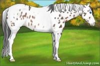 Horse Color:Brown Sabino Splash Tobiano Near Leopard Rabicano 
