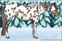Horse Color:Liver Chestnut Mushroom Tobiano Near Leopard 