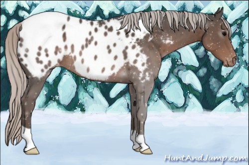 Horse Color:Silver Black Appaloosa 