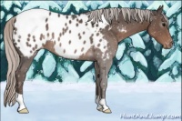 Horse Color:Silver Black Appaloosa 