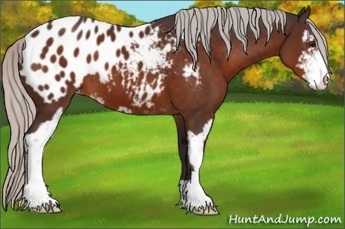 Horse Color:Silver Brown Sabino Appaloosa 