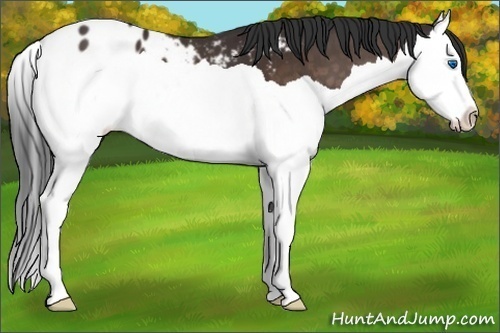 Horse Color:Brown Splash Appaloosa 